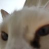 nashorntv's profile picture