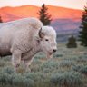 The White Buffalo profil fotoğrafı