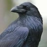 Cro 🐦⬛'s profile picture