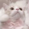はな's profile picture