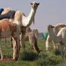 ابوسلمان 的头像