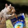 Capri - Sun 🍊 profil fotoğrafı