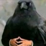 lasbo profil fotoğrafı