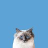 A_B's profile picture