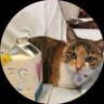 月乃's profile picture