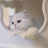 ꒰ prisee ꒱'s profile picture