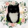 Фото профиля 鯉夏🐈‍⬛