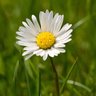 daisy's profile picture
