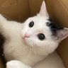 Profilbild von Katt