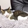サバオ profil fotoğrafı