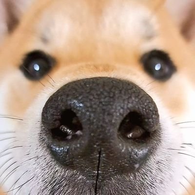 ノリきなコペン's profile picture