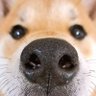 ノリきなコ 的头像