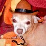 Sharlie Nava profil fotoğrafı