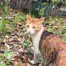 野獣は女です 的头像
