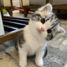 btccat 的头像