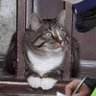 Profilbild von Meow