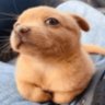 tiny ass dawg's profile picture