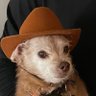 Profilbild von OP