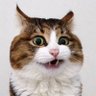 cmkittycat 的头像