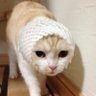 🇯🇵Tirolin🇺🇸 profil fotoğrafı