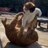 pox's profile picture