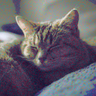 AlonelyCat's profile picture