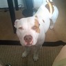 Bull73's profile picture