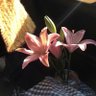 Фото профиля وَلاءْ 𓂆 .