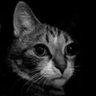 Profilbild von Panda