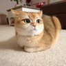 Scraps profil fotoğrafı