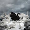 Cisne Preto profil fotoğrafı
