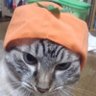 コーたん's profile picture