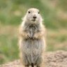 Prairie Dog 🇨🇦's profile picture