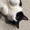 はまちのまんま 的头像