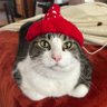 Profilbild von Beanie Cat