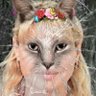 Marazmkrepchal's profile picture