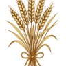 Фото профиля رياح الهوى