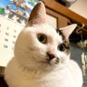 かわさき's profile picture