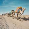 Camel Caravan's profile picture