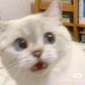 cat 的头像