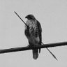 Italian profil fotoğrafı