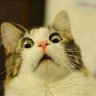 MegaKnows's profile picture