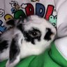 Bunnie | Comms Open profil fotoğrafı