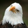 truthwatcher62's profile picture