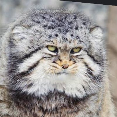 kintubaamai1's profile picture