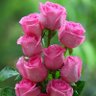 Фото профиля شروق الشمس♥💍