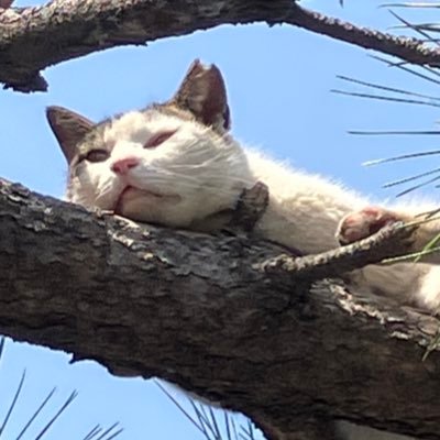 Iwancof_ptr's profile picture