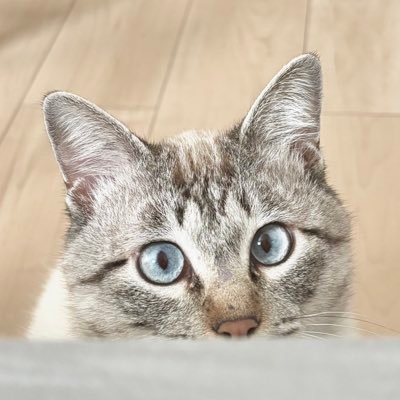 甘えんぼのあま's profile picture