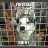 Fiberian Hufky's profile picture