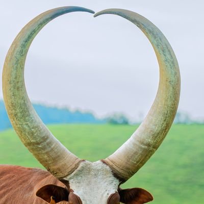 kanyarwandaaa's profile picture